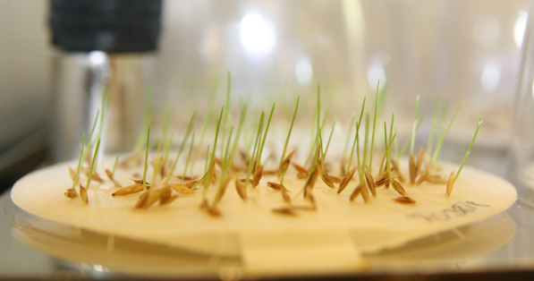 A sampling of seeds being tested